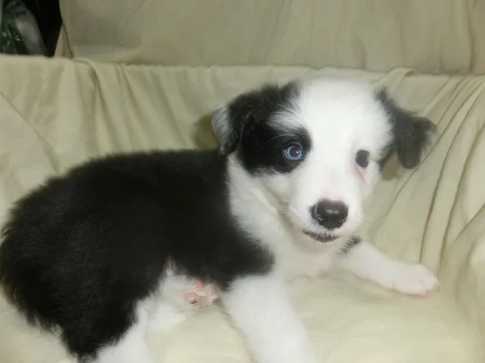 ID：1307-01060の子犬