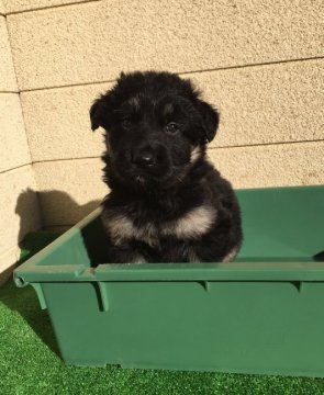 ジャーマン・シェパード・ドッグ【三重県・男の子・2021年12月14日・ブラックタン】の写真「IGP訓練血統!」