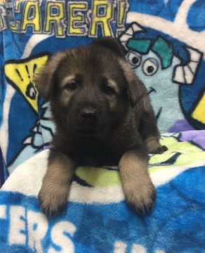 ジャーマン・シェパード・ドッグ【三重県・男の子・2020年9月18日・ウルフ】の写真「ヨーロッパIGP訓練血統」