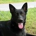ジャーマン・シェパード・ドッグ【三重県・女の子・2016年11月3日・ブラック タン】の写真2「父」