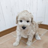 ミディアムプードル