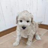 ミディアムプードル