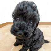 ミディアムプードル