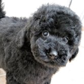 ミディアムプードル