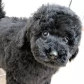 ミディアムプードル