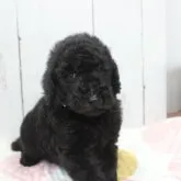 スタンダードプードル【長野県・男の子・2023年7月11日・ブラック】の写真1「8/22　イケメン君」