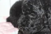 スタンダードプードル【長野県・男の子・2023年7月11日・ブラック】の写真2