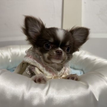 チワワ(ロング)【愛媛県・女の子・2024年8月29日・チョコレートタン&ホワイト】の写真「鼻ぺちゃ可愛い女の子😍」