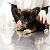 チワワ(ロング)