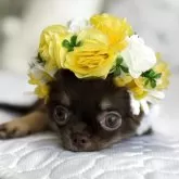 チワワ(ロング)
