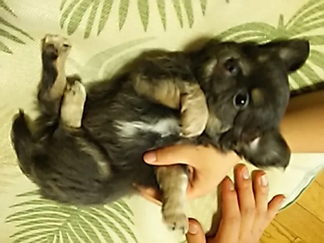 ID：1605-00825の子犬