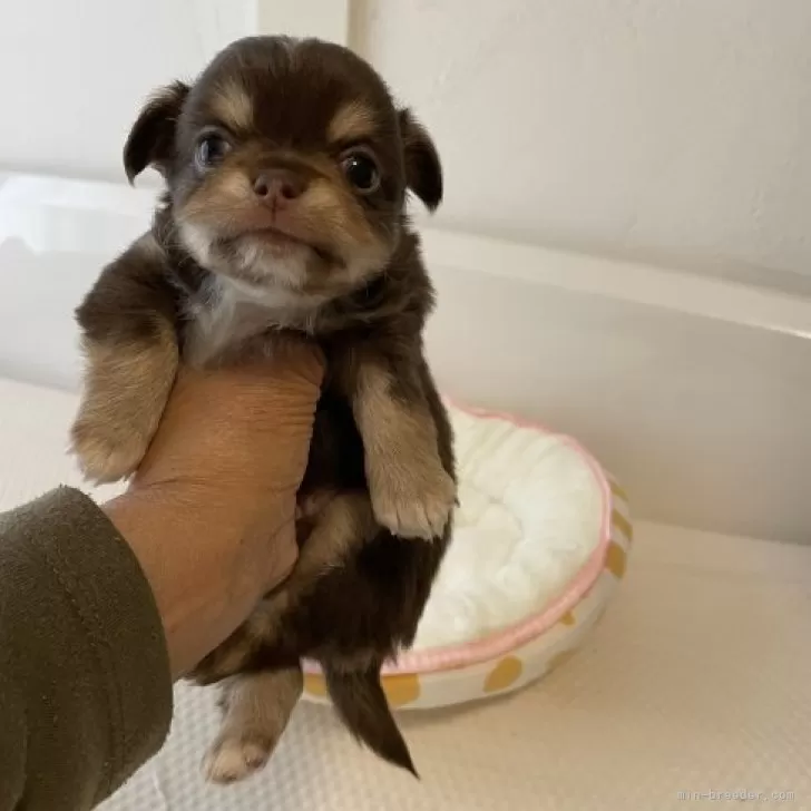 ID：2312-02776の子犬