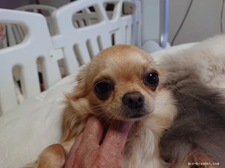 ID：1905-00685の子犬