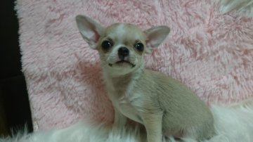 チワワ(スムース)【愛媛県・男の子・2019年1月10日・フォーン&ホワイト】の写真「小振りで可愛い～男の子💕」