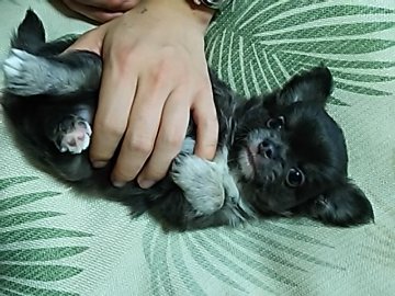 チワワ(ロング)【愛媛県・男の子・2016年5月5日・ブルータン&ホワイト】の写真「光沢のある綺麗なブルーカラーの男の子♪」