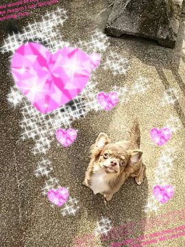 チワワ(ロング)【愛媛県・女の子・2016年5月5日・イザベラタン&ホワイト】の写真「イザベラカラーの女の子💕」