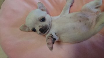 チワワ(スムース)【愛媛県・女の子・2018年8月2日・クリーム&ホワイト】の写真「まるまる、むちむちの女の子💕」