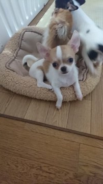 チワワ(スムース)【愛媛県・女の子・2018年6月7日・ホワイト&レッド】の写真「可愛い～スムチーちゃん💕」