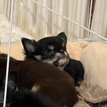 チワワ(ロング)【愛媛県・男の子・2023年11月12日・ブラックタン&ホワイト】の写真「鼻ぺちゃめちゃ可愛い男の子です(๑>◡<๑)💕」