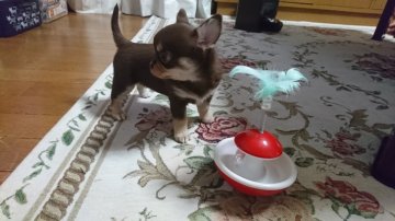 チワワ(スムース)【愛媛県・女の子・2019年3月17日・チョコクリーム&ホワイト】の写真「濃いめのチョコカラーの女の子💕」