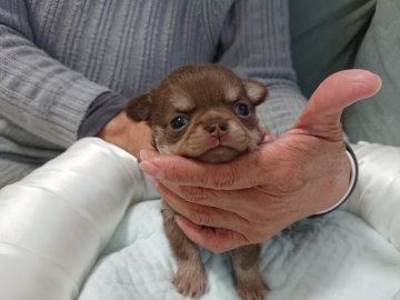 チワワ(スムース)【愛媛県・男の子・2021年1月21日・チョコ&クリーム】の写真「人気のチョコカラーの可愛い～男の子です💕」