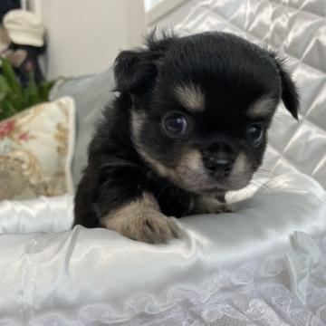 チワワ(ロング)【愛媛県・男の子・2022年8月11日・ブラック&クリーム】の写真「派手なカラーのイケメンくんです💕」