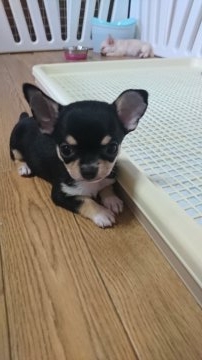 チワワ(スムース)【愛媛県・男の子・2018年8月2日・ブラックタン&ホワイト】の写真「10月末までの募集とさせて頂きます💕」