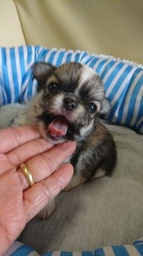 チワワ(ロング)【愛媛県・男の子・2018年6月7日・フォーン&ホワイト】の写真「ふわふわの可愛い～💕イケメンくん」