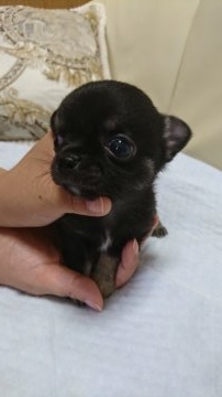 チワワ(スムース)【愛媛県・女の子・2017年5月30日・ブラック&タン】の写真「綺麗なアップルヘッドのスムチーちゃん💕」