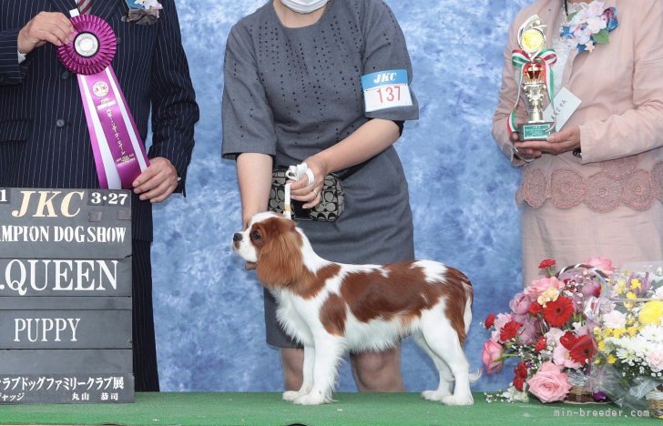 キャバリア【・女の子・2020年9月9日・ブレンハイム】