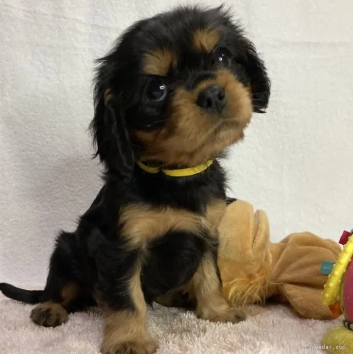 ID：2310-05755の子犬