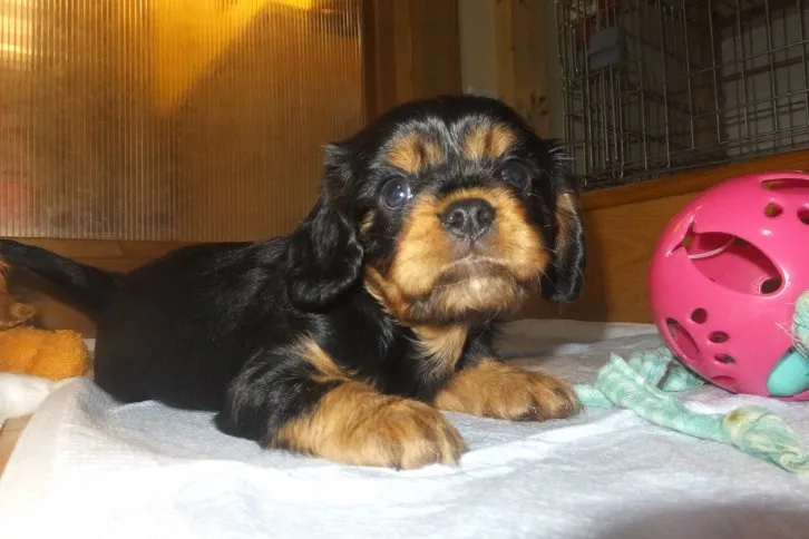 ID:1609-01096の子犬