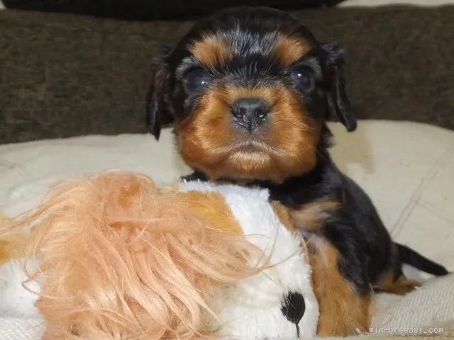 ID：1602-01672の子犬