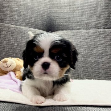 キャバリア【福岡県・女の子・2023年1月29日・トライカラー】の写真「超良血統母は2年連続ペティグリーアワード受賞犬」