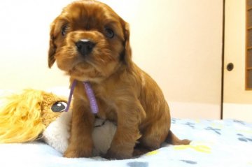 キャバリア【福岡県・女の子・2016年12月15日・ルビー】の写真「綺麗な深いルビー色の女の子です♪」