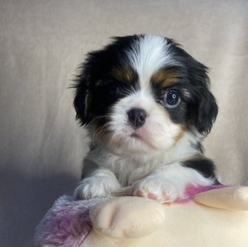 キャバリア【福岡県・男の子・2023年1月29日・トライカラー】の写真「超良血統母は2年連続ペティグリーアワード受賞犬」