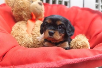 キャバリア【福岡県・女の子・2015年9月6日・ブラック&タン】の写真「完全ホールカラーです♪」