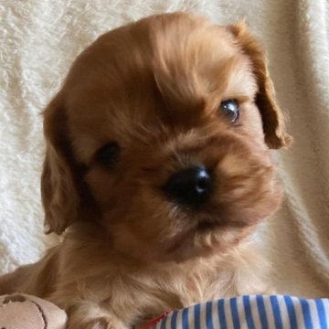 キャバリア【福岡県・男の子・2024年9月11日・ルビー】の写真「まんまる理想的なお顔です」