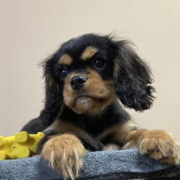 キャバリア【福岡県・男の子・2023年8月29日・ブラック&タン】の写真「両親外産の素晴らしい血統の子」