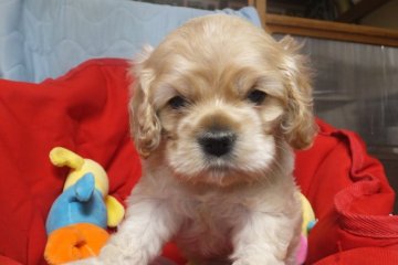 アメリカンコッカースパニエル【福岡県・女の子・2016年3月13日・バフ】の写真「ほっぺタプタプコートはモフモフ♪」