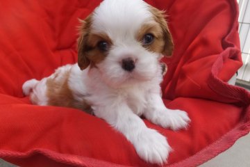 キャバリア【福岡県・男の子・2016年7月31日・ブレンハイム】の写真「両親外産血統ＪＫＣチャンピオン！癒し系男の子♪」