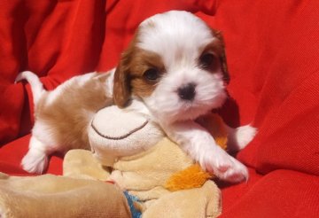 キャバリア【福岡県・男の子・2016年7月31日・ブレンハイム】の写真「超良血統！可愛すぎ男の子♪」