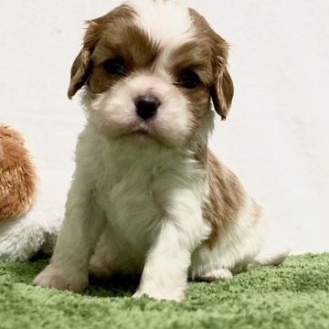 キャバリア【福岡県・女の子・2022年5月13日・ブレンハイム】の写真「まん丸なお顔、おメメのかわいいお顔の女の子です。」