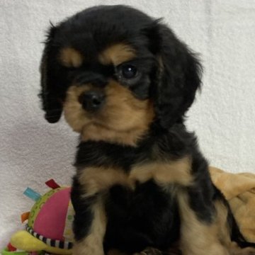 キャバリア【福岡県・女の子・2023年9月10日・ブラック&タン】の写真「ミスカラーのない完全ホールカラー」