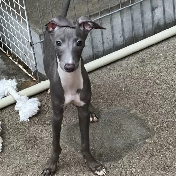 ID:2408-00287の子犬