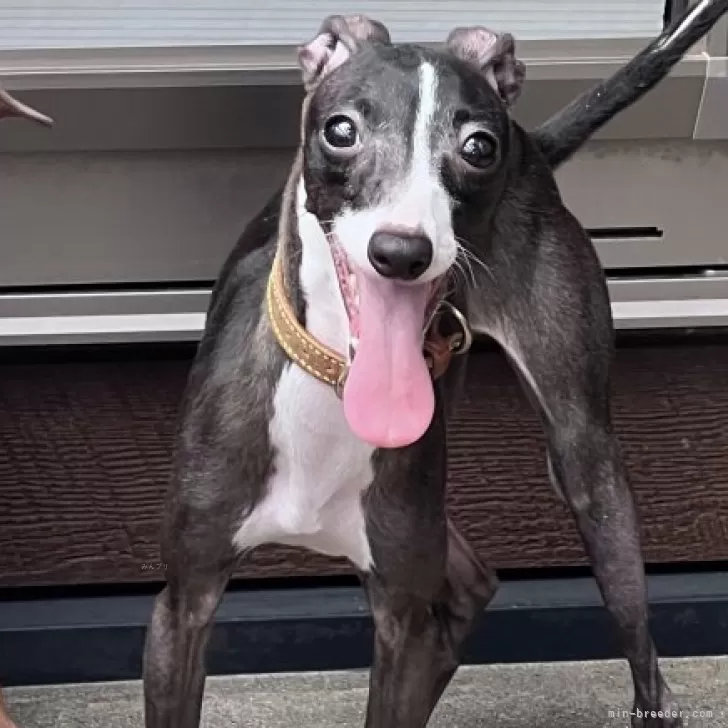 ID:2408-00284の子犬