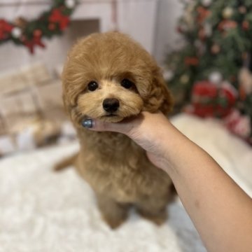 トイプードル(タイニー)【鹿児島県・男の子・2025年8月28日・アプリコット】の写真「お目目クリクリ♡」