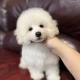 トイプードル(トイ)