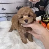 タイニープードル