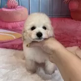 タイニープードル